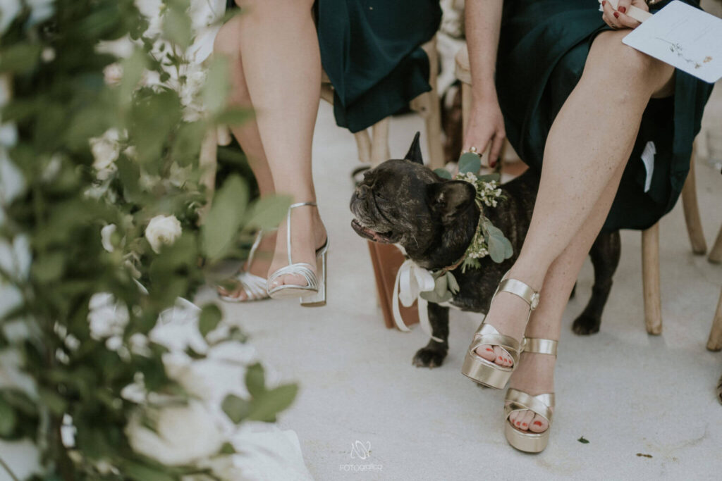 Wie nodig je uit op je bruiloft? Hond van het bruidspaar draagt een kroon en is aanwezig op de huwelijksceremonie. 