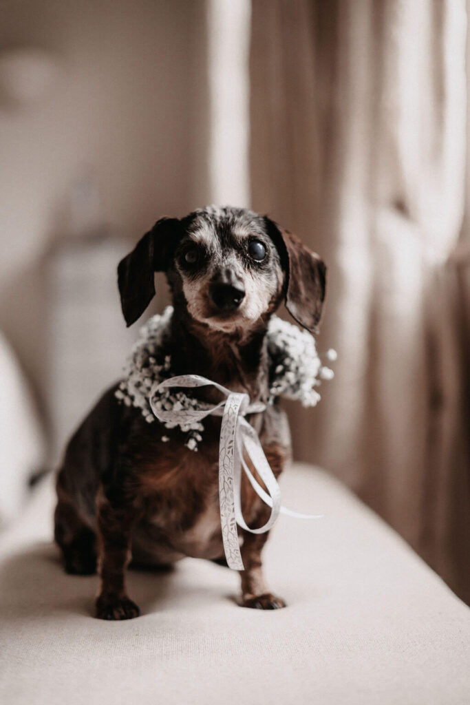 je hond op je bruiloft